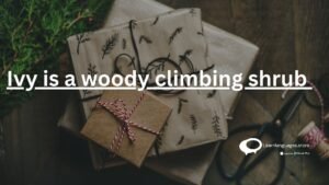 ivy is a woody climbing shrub